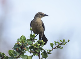 Common grackle (female) / ***