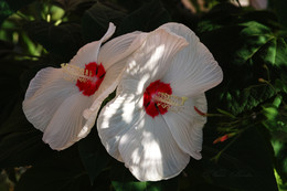 Zärtlichkeit und Gnade / ***