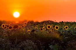 Kinder der Sonne / Pentax KR Takumar 70-200