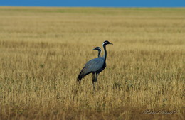 Cranes / ***