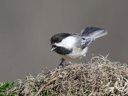 Black-capped Chickadee / ***