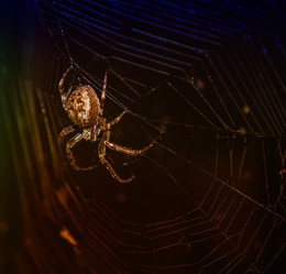 Night Hunter / ***