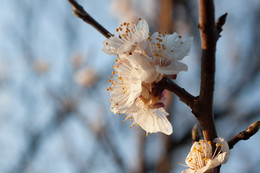 Blüte apricot / ***