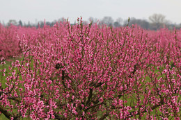 Erinnerungen am Frühling / ***