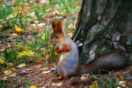 Eichhörnchen / ***