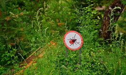 &nbsp; / ***