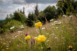 Sommer-Sketch / ***