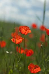 Mohn / ***