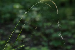 Sommer in den Wäldern / ***