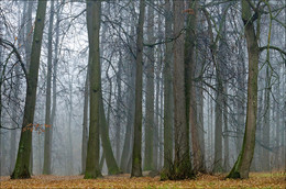 Misty forest / ***