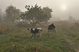 Morgen in das Dorf ... / ***