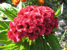 Interessante Blume / ***