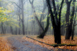 &nbsp; / ***