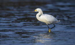 Snowy Egret / ***