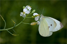 Kohlkopfschmetterling / ***