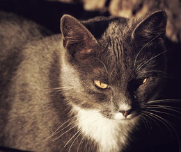 yellow-eyed / No comments.