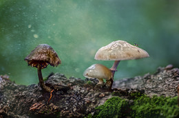 Forest Fairy Tale / ***