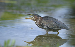 Juvenile Green heron / ***