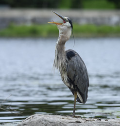 Great blue heron / ***