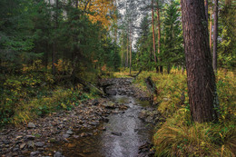 in den herbstlichen Wald / ***