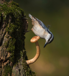 Leben im Wald / .....