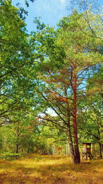 Sommer Herbst geflüster / Es ist noch Sommer, der Wald sieht aber schon nach Herbst aus. Der Grund ist die unglaubliche Trockenheit in diesem Jahr. Der Wald versucht sich zu schützen.