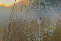 Morgendämmerung / ***