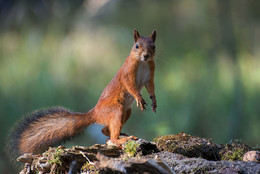 Eichhörnchen / .....