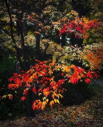 Herbst / ***