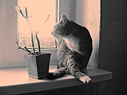 Thrust ins Licht / ***