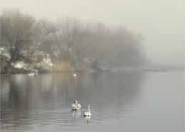 Auf dem Teich / ***