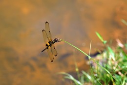 Dragonfly / Dragonfly