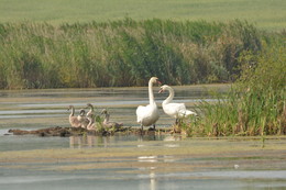 Familie. / ***