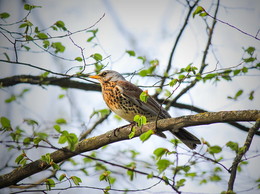 Blackbird Frühling / ***