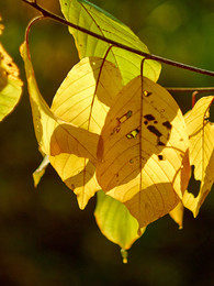 Herbst-Motive / ***