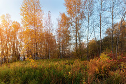 Goldener Herbst / ***