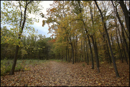 in den herbstlichen Wald / ***