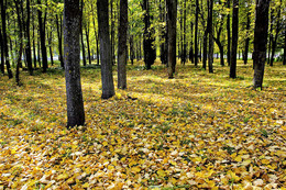 Herbstfarben der Natur. / ***