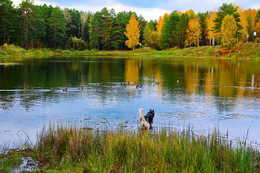 Herbstfarben der Natur. / ***