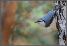 in den herbstlichen Wald / ***