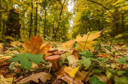 Herbst / ***