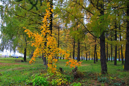 Herbstfarben der Natur. / ***
