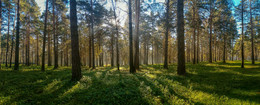 Morgen in einem Kiefernwald / ***