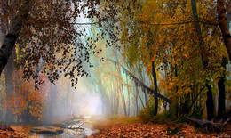 Blattfall / ***