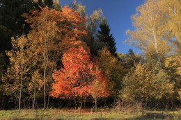 hell herbst / ***