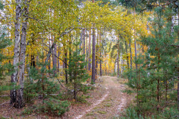 Herbst im Wald / ***