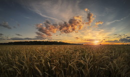 Die Weitergabe Sommertag / ***