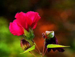 Herbst / ***