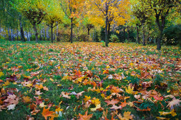 Herbstfarben der Natur. / ***