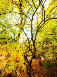 Der Geruch des Herbstes / ***
